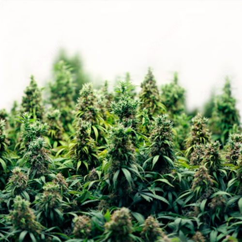 Subcontratado de flores